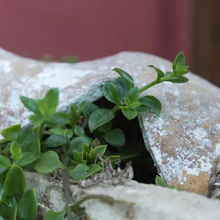 Vitorin Lejlighed Sobra